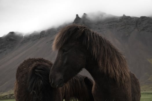 Majestic Icelandic horses grazing in front of misty mountains, capturing serene rural beauty.